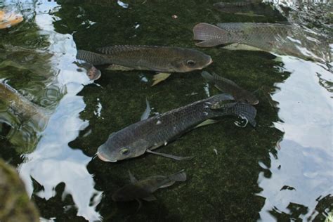 Tilapia found in unusual numbers in marine waters of Tamil Nadu