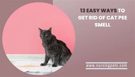 13 Ways to Get Rid Of The Cat Pee Smell - Nursing Pets