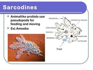 Kingdom protista | PPT