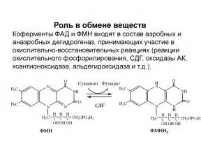 Биохимия витаминов. (Лекция 25) - online presentation