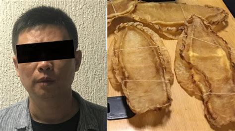 Detienen A Chino Con Vejigas De Totoaba En El Aeropuerto De La Ciudad