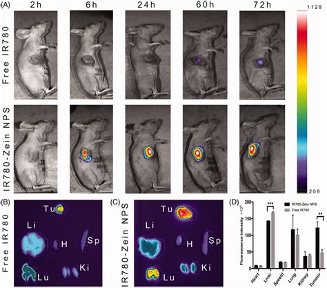 In vivo and ex vivo fluorescence imaging. (A) In vivo fluorescence ...