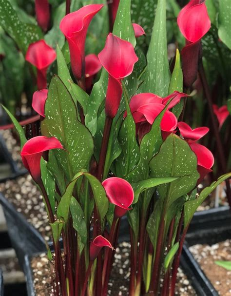 Calla Lily – Olson's Greenhouse