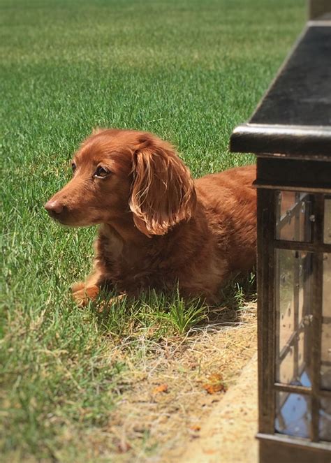 Adorable Dachshund Enjoying the Sun