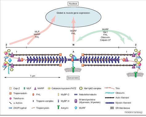 Titin The Largest Proteins Known And The Titin Telethonin Complex The