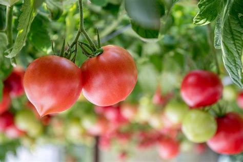 Томат Фиделио: отзывы, фото, описание сорта, характеристики.