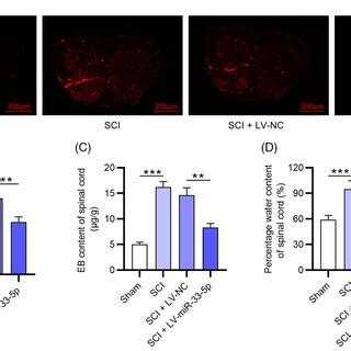 MiR335p Relieves LPSinduced Cell Damage Through Rps6kb1 A The