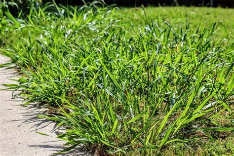 When to Apply Crabgrass Pre-Emergent Herbicides: Timing and Strategy ...