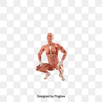 Human Tissue Clipart PNG Vector PSD And Clipart With Transparent