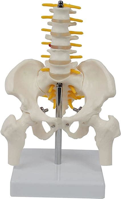 Anatomie Modell Skelett Wirbels Ule Mit Becken Lebensgro Wirbelsaeule