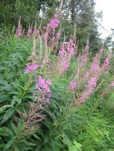 Fireweed Elise Krohn Wild Foods And Medicines Fireweed Medicinal