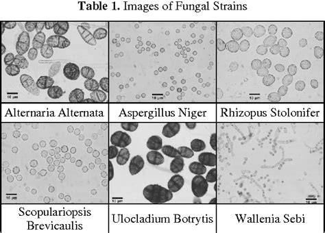 Table 1 From Recognition Of Airborne Fungi Spores In Digital