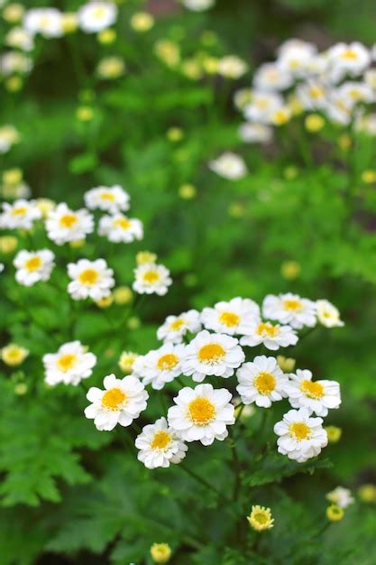 Premium Photo | Flowering pyrethrum