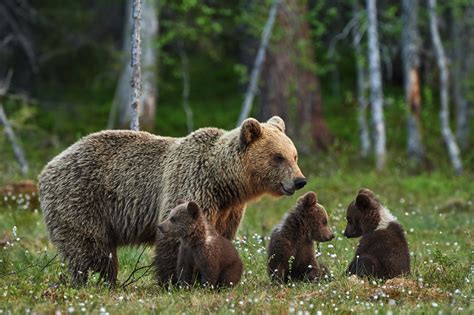 Bears Brown Bears Cubs Wet Hd Wallpaper Rare Gallery