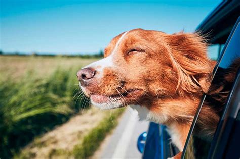 Tips Para Viajar Con Tu Mascota