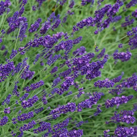 Lavandula Angustifolia Hidcote