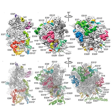 Eukaryotic Ribosome Structure