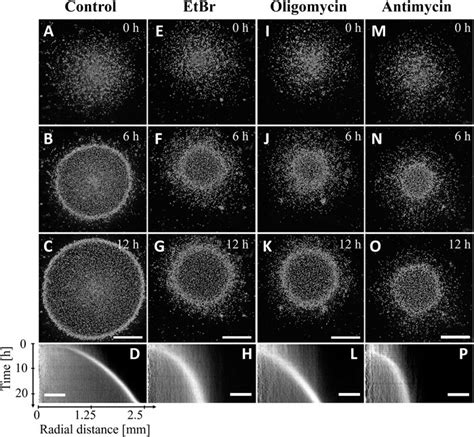 Frontiers The Aerotaxis Of Dictyostelium Discoideum Is Independent Of Mitochondria Nitric