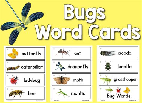 Bugs Insect Picture Word Cards Prekinders