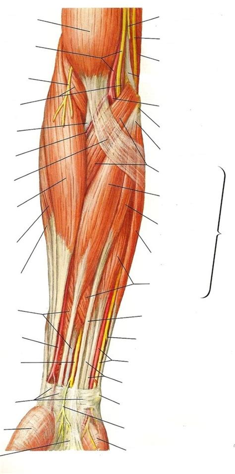 Anterior Superficial Forearm Diagram Quizlet