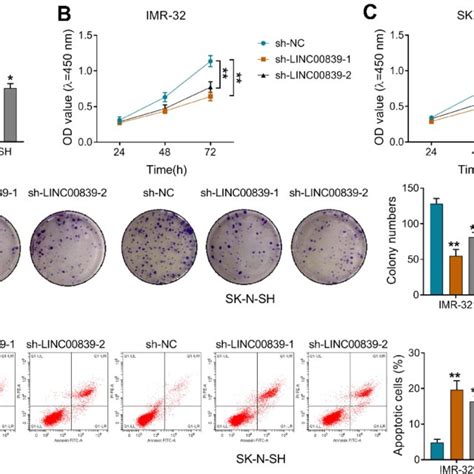 The Influence Of Linc On Cell Proliferation And Apoptosis In