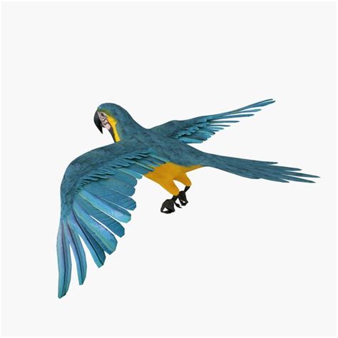 3d model parrot animation flying