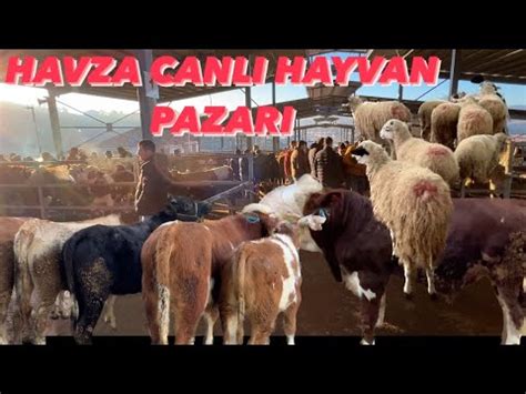 Samsun Havza Canli Hayvan Pazari Youtube