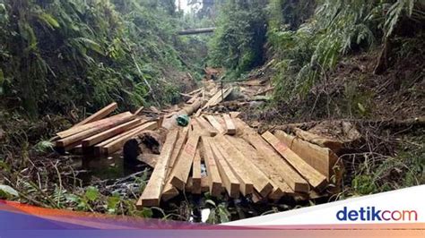 Terlibat Illegal Logging Di Sulut Oknum Polisi Hutan Jadi Dpo