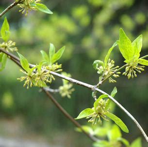 Flowering Dogwood Trees Bellevue, WA | Newcastle Fruit & Produce Co.