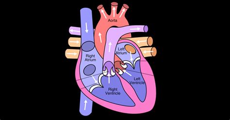 Partes Del Corazon Humano