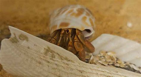 How To Get A Hermit Crab To Come Out Of Its Shell Without Killing It