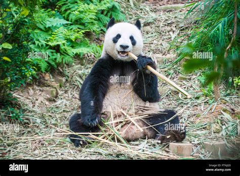 Panda bear teeth hi-res stock photography and images - Alamy