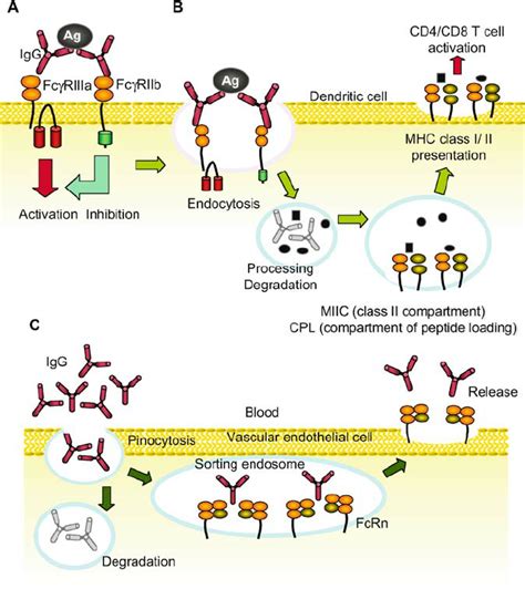 Major Functions Of Fcrs A Positive And Negative Regulation Of