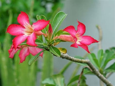 Desert Rose (Adenium Obesum) Bonsai: How to Plant Grow and Care | Florgeous