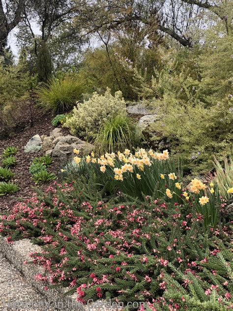 Grevilleas For A Drought Tolerant Deer Resistant Garden Harmony In