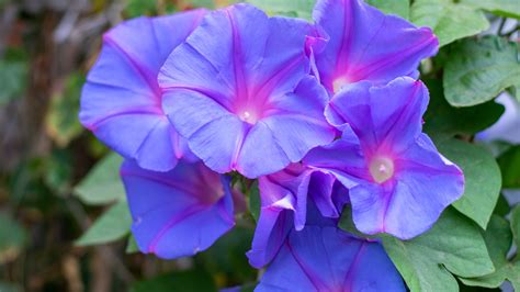 Purple Morning Glory Flowers