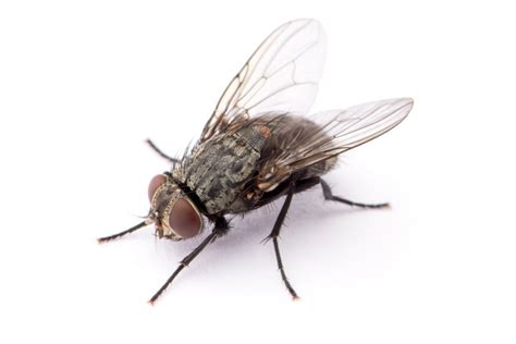 La mouche est-elle nuisible?