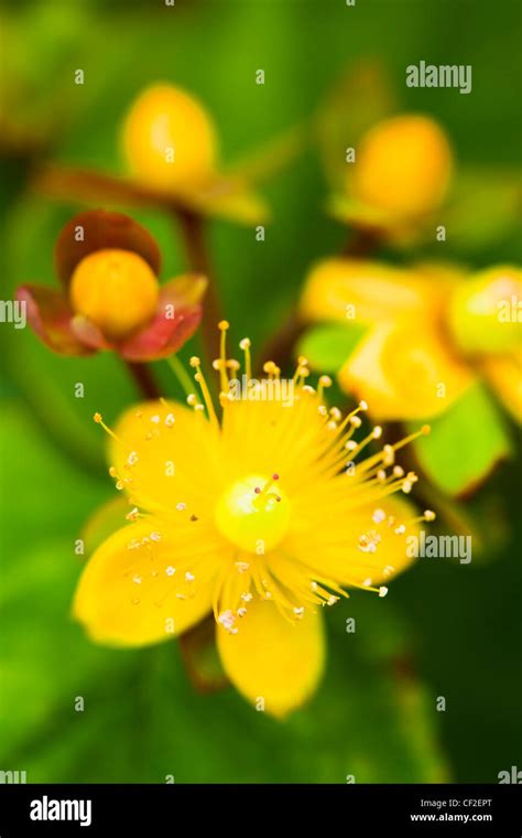 Close up de la hierba de San Juan Hypericum perforatum también