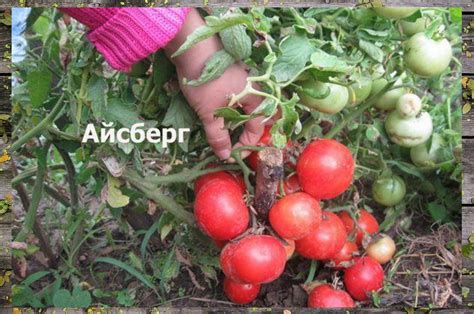 Лучшие сорта томатов для открытого грунта | tomatland.ru