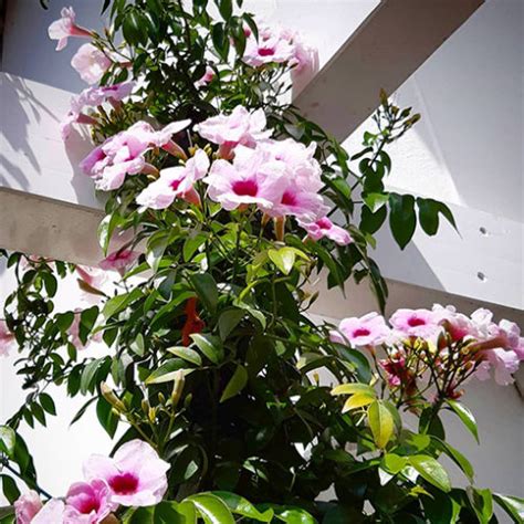 Bower Of Beauty Pandorea Jasminoides Pink Magic Mm The Jungle