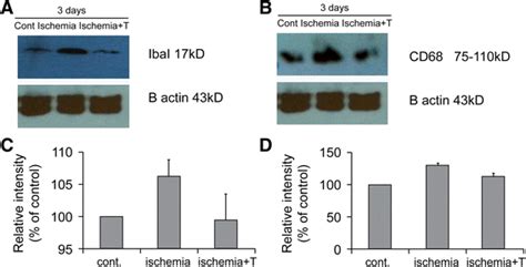 Western Blot Analysis Of Iba And Cd Days After Establishment Of