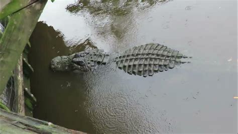 Large Alligator Remains Still in Breeding Marsh Near Boardwalk at ...