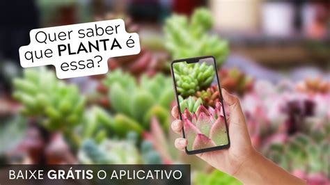 Descubra Os Melhores Aplicativos Para Identificar Plantas Por Foto