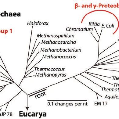 The Tree Of Life Based On Small Subunit Ribosomal RNA Sequence Analysis