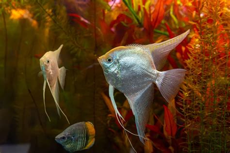 Top 100+ Tropical Fish Names: Find the Perfect Name for Fish