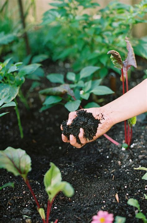 What Type Of Garden Soil Is Best For Raised Beds • Gardenary