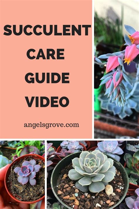 Learn How To Take Care Of The Most Amazing Houseplants Succulent Care Guide Video Will Walk You