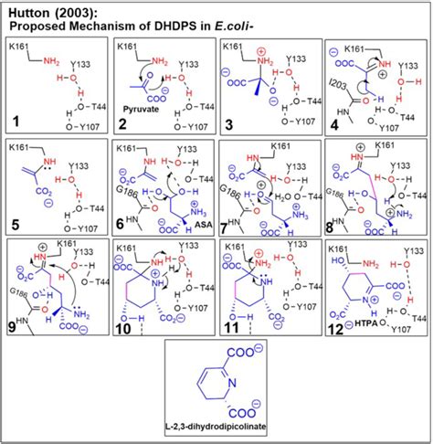 The Catalytic Mechanism Of The Action Of The Dhdps Enzyme Aspartate