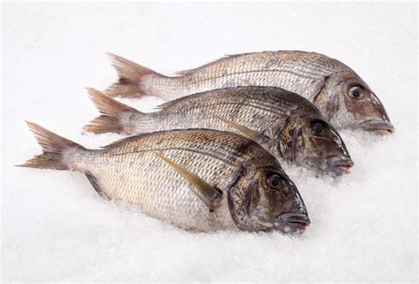 Fresh Porgy Fish Whole Citarella