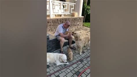 Видеотзыв - Лакомства для собак Pavik - YouTube